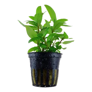 Staurogyne Repens Aquatic Plant
