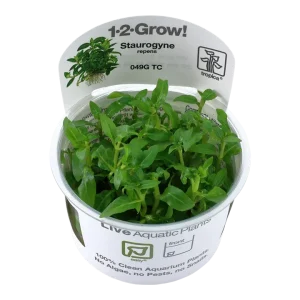 Staurogyne repens Tissue Culture by Tropica