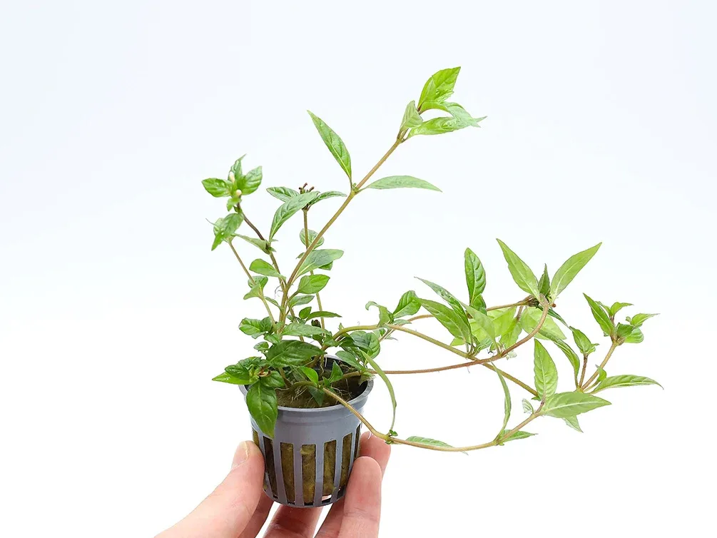 Staurogyne sp. ‘Porto Velho’ Plant – Potted - Image 2