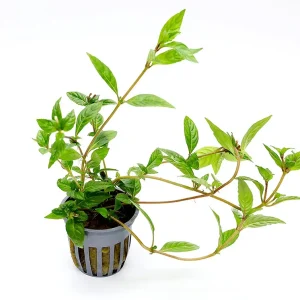 Staurogyne sp. ‘Porto Velho’ Plant – Potted