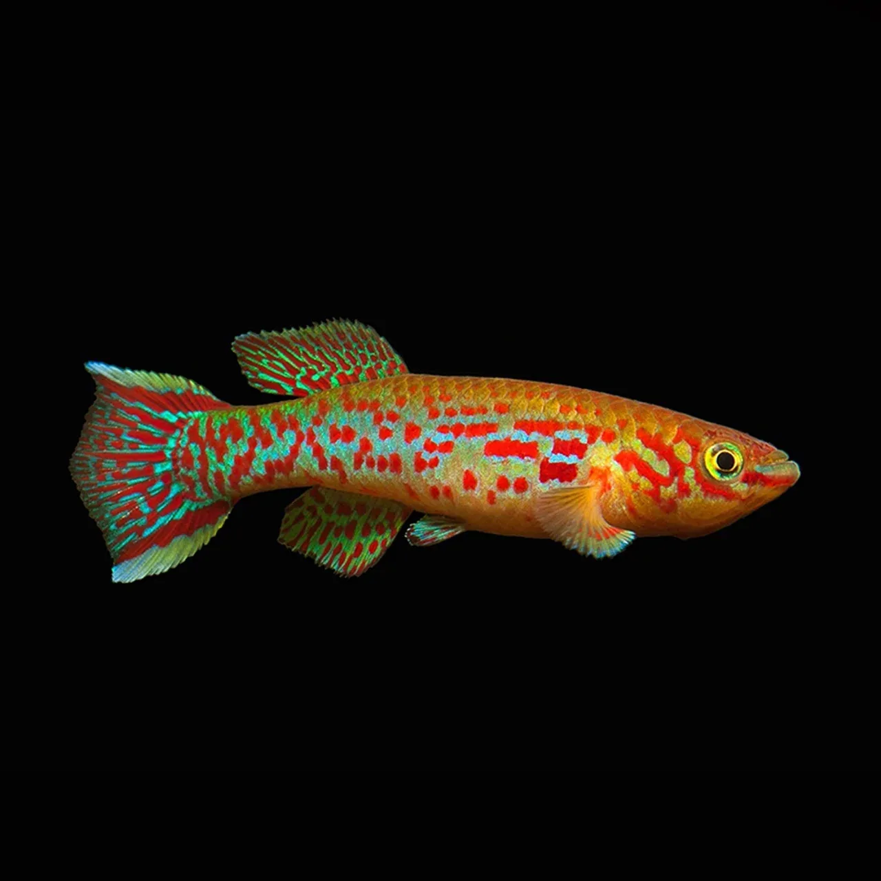 Steel Blue Killifish (Fundulopanchax gardneri) - Image 2