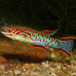 Steel Blue Killifish (Fundulopanchax gardneri)