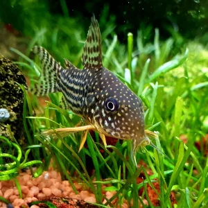 Sterbai Corydoras