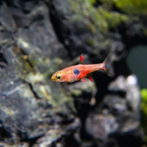 Strawberry Rasbora (Boraras naevus)