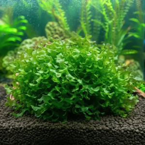 Subwassertang (Lomariopsis lineata)