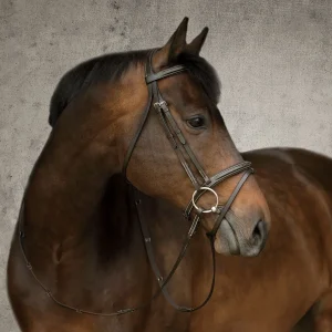 Suffolk™ Single Crown Flash Bridle