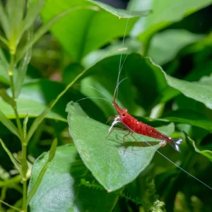 Sulawesi Shrimp White Legs Red Body