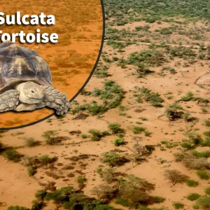 Sulcata Tortoise (Centrochelys sulcata) Bioactive Vivarium Kit