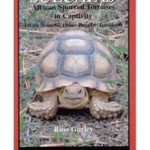 Sulcatas: African Spurred Tortoises