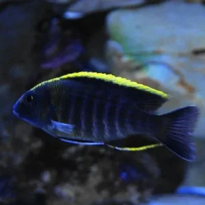 Sulfur Head Peacock Cichlid