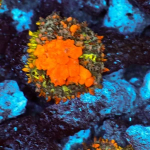 Sunkist Bounce Mushroom WYSIWYG - SAQ Coral Farm