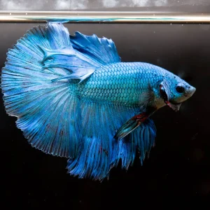 Super Blue Halfmoon Betta Fish