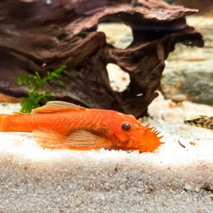 Super Red Bristlenose Pleco (Ancistrus sp.)