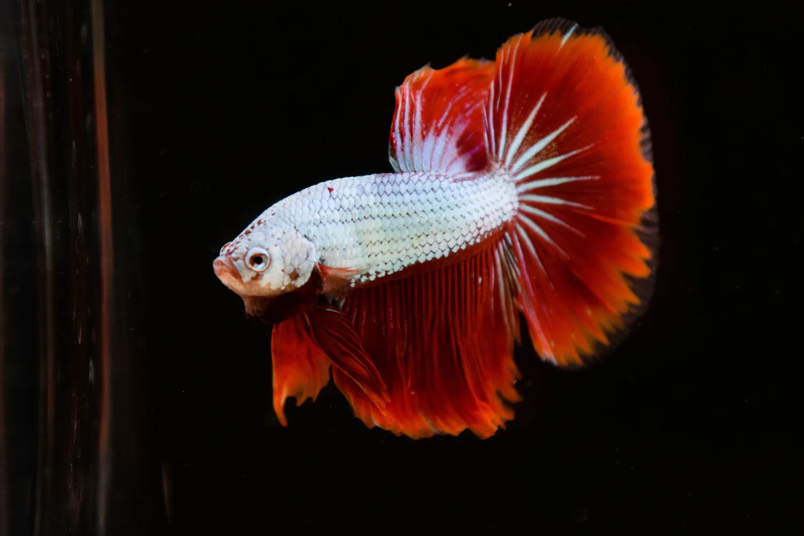 (Surprise Box) Halfmoon Betta Fish - Image 2