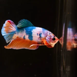 (Surprise Box) Halfmoon Plakat Betta Fish