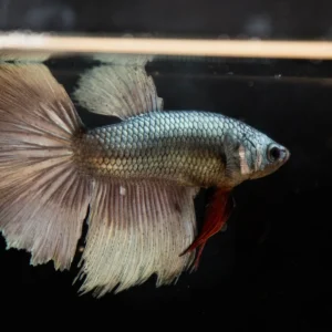 (Surprise Box) Nipped Fin Halfmoon Betta