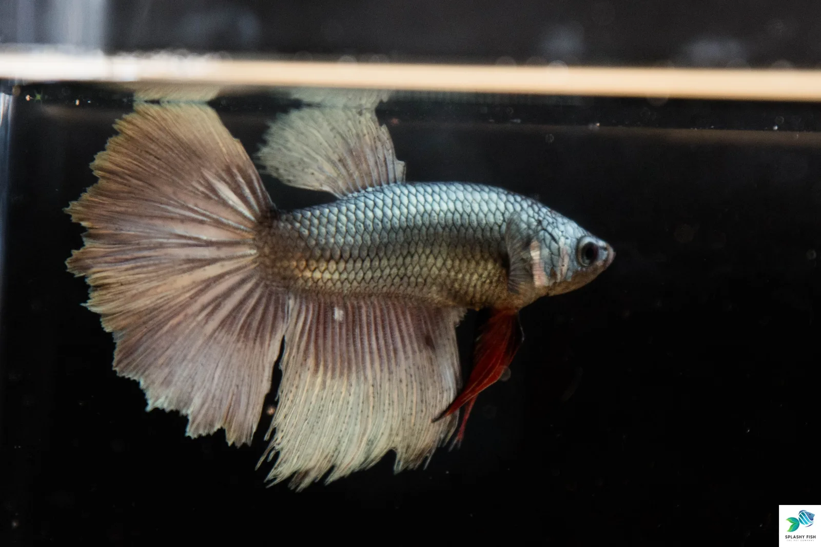(Surprise Box) Nipped Fin Halfmoon Betta