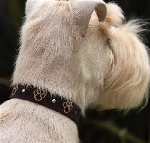 Susan Lanci Embroidered Paws with Studs Ultrasuede Dog Collar - Image 2