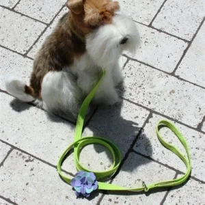 Susan Lanci Emma Leash