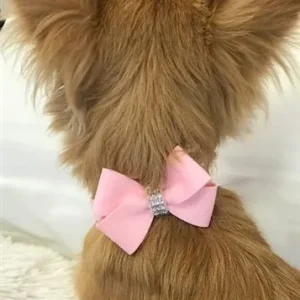 Susan Lanci Nouveau Bow Ultrasuede Collar in Many Colors