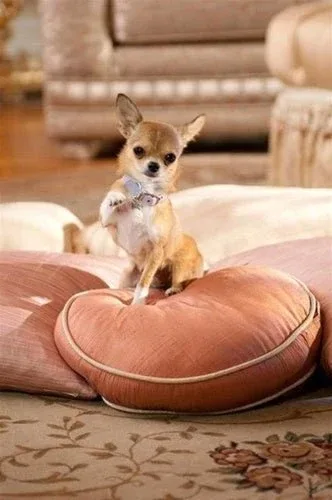 Susan Lanci Plain Ultrasuede Dog Collars in Many Colors - Image 2