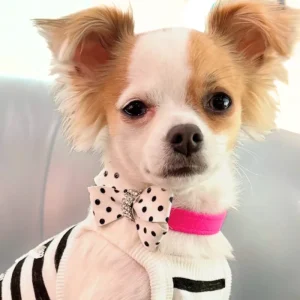Susan Lanci Polka Dot Nouveau Bow Collar in Many Colors