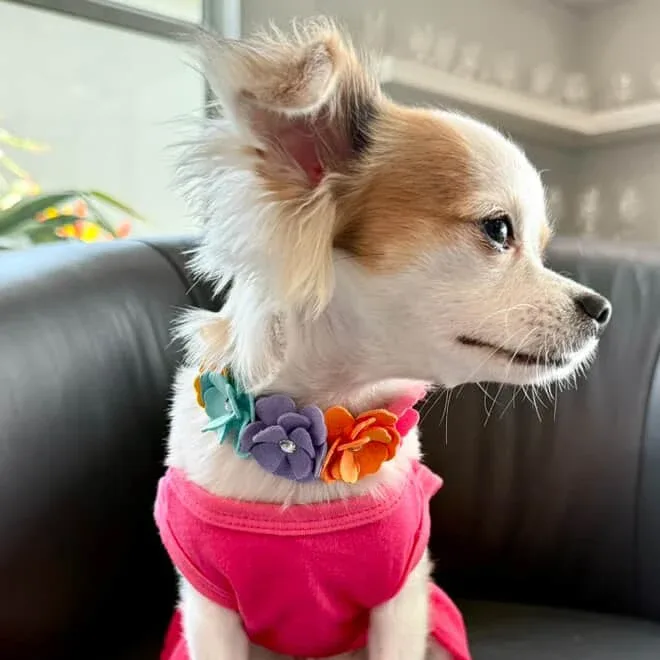 Susan Lanci Rainbow Tinkies Garden Dog Collar - Image 2