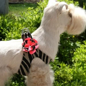 Susan Lanci Sarah Step In Harness