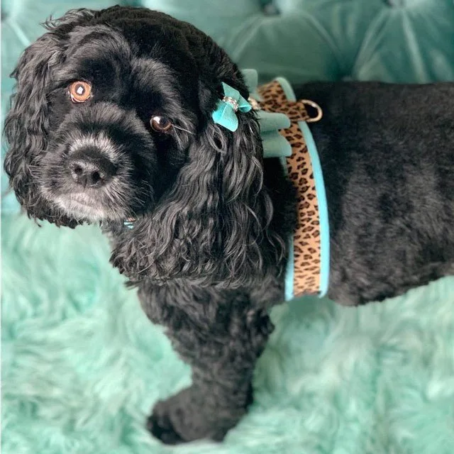 Susan Lanci Two Tone Big Bow Tinkie Harness in Tiffi Blue and Cheetah - Image 2