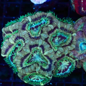 Swamp Meteor Asian Acan Colony WYSIWYG - SAQ Coral Farm