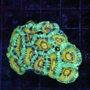 Swamp Sun Asian Acan Colony WYSIWYG - SAQ Coral Farm