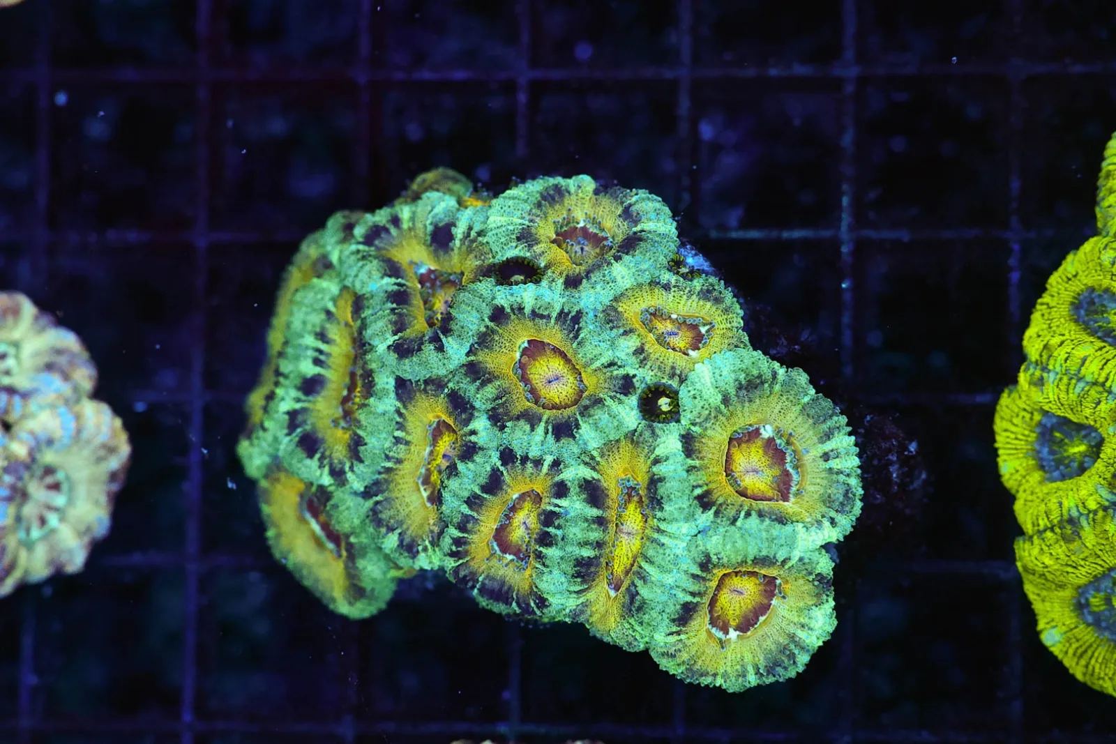 Swamp Sun Asian Acan Colony WYSIWYG - SAQ Coral Farm