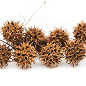 Sweet Gum Tree Pods