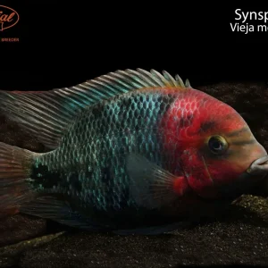 Synspilum