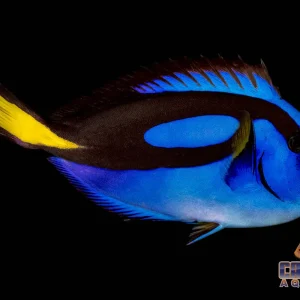 Tang - Blue Hippo Sm/Md 2-3”