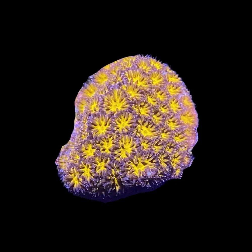 Tangerine Leptastrea - SAQ Coral Farm