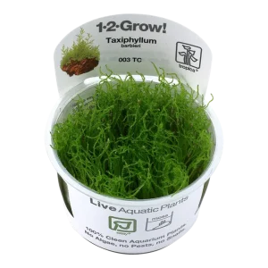 Taxiphyllum barbieri Tissue Culture by Tropica