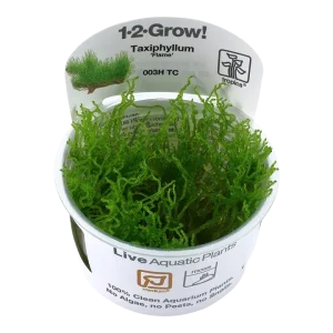 Taxiphyllum 'Flame' Tissue Culture by Tropica