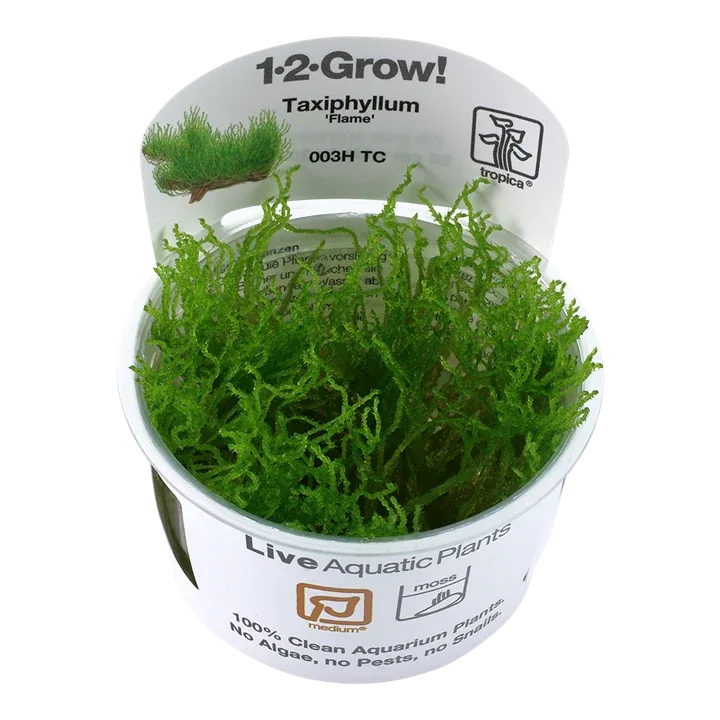 Taxiphyllum 'Flame' Tissue Culture by Tropica