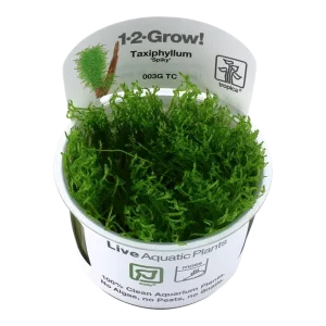 Taxiphyllum 'Spiky' Tissue Culture by Tropica