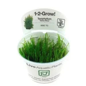 Taxiphyllum 'Taiwan Moss' Tissue Culture by Tropica