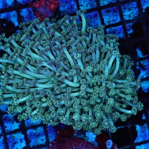 Teal Goniopora Coral Colony WYSIWYG - SAQ Coral Farm
