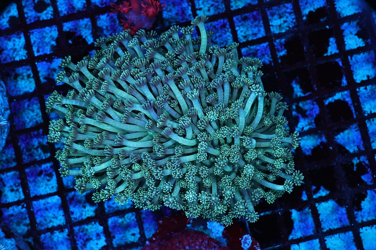 Teal Goniopora Coral Colony WYSIWYG - SAQ Coral Farm