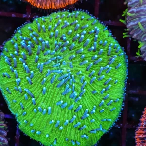 Teal Melon Fungia Plate Coral WYSIWYG - SAQ Coral Farm