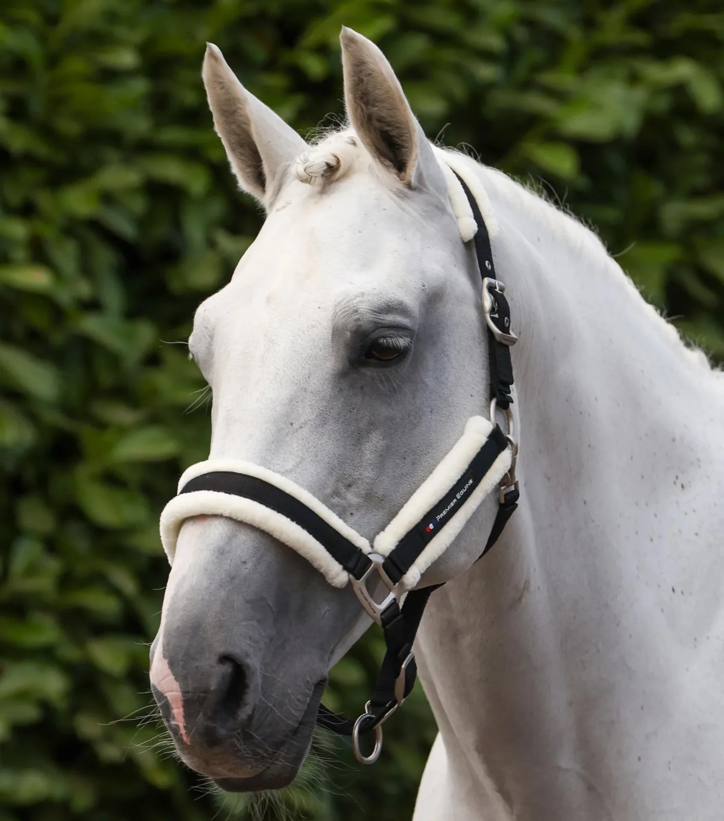 Techno Wool Head Collar with Lead Rope Black