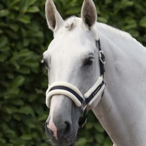 Techno Wool Head Collar with Lead Rope Navy