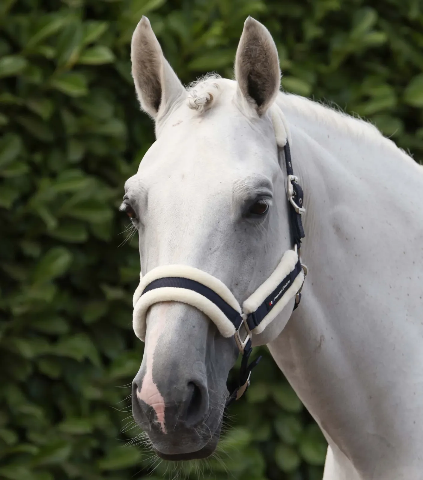 Techno Wool Head Collar with Lead Rope Navy
