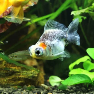 Telescope Goldfish