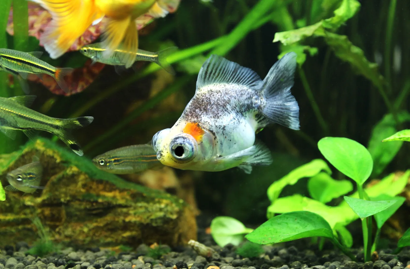 Telescope Goldfish