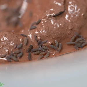 Temperate Lilac Springtails (Ceratophysella sp) - 8 ounce container FREE SHIPPING